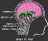 Smiley gratuit anatomie 123640