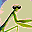 Smiley gratuit célébrités n100854