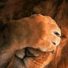 Smiley gratuit chat 133843