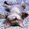 avatar-chat-71.jpg