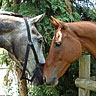 Smiley gratuit cheval 169810