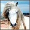Smiley gratuit cheval n169782