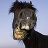 Smiley gratuit cheval n169787
