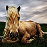 Smiley gratuit cheval 169815