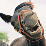 Smiley gratuit cheval n169770