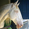 Smiley gratuit cheval 169807