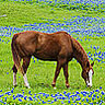 Smiley gratuit cheval 169812
