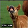 Smiley gratuit cheval n169778