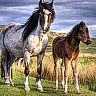 avatar-cheval-35.jpg