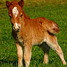 Smiley gratuit cheval 169811