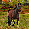 Smiley gratuit cheval 169814