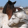 Smiley gratuit cheval n169794
