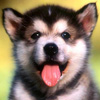 dog Smiley No 190306