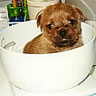 Smiley gratuit chien n190238
