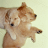 Smiley gratuit chien n190245