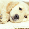 Smiley gratuit chien n190224