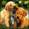 dog Smiley No 190311