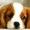 avatar-chien-4.gif