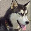 Smiley gratuit chien n190240
