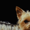 Smiley gratuit chien n190243