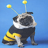Smiley gratuit chien n190268
