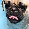 Smiley gratuit chien n190264