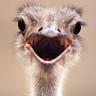 Smiley gratuit divers 161082