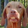 Smiley gratuit fun 125286