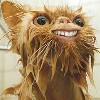 Smiley gratuit humour 152328