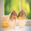 Smiley gratuit lapin 182790