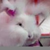 Smiley gratuit lapin 182782