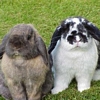 Smiley gratuit lapin 182768