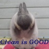 Smiley gratuit lapin 182767