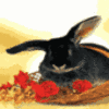 Smiley gratuit lapin 182756