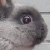 Smiley gratuit lapin 182763
