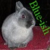 Smiley gratuit lapin 182775