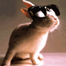 Smiley gratuit lapin 182776