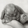 Smiley gratuit lapin 182781