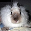 Smiley gratuit lapin 182789
