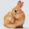 Smiley gratuit lapin 182788