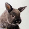 Smiley gratuit lapin 182760