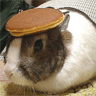 Smiley gratuit lapin 182758