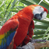 Smiley gratuit oiseau 141902