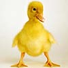 Smiley gratuit oiseau 142033