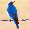 Smiley gratuit oiseau 142013