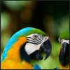 Smiley gratuit oiseau 142071