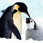 Smiley gratuit oiseau 142036