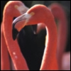 Smiley gratuit oiseau 141864