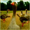Smiley gratuit oiseau 142055