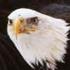 Smiley gratuit oiseau 141821